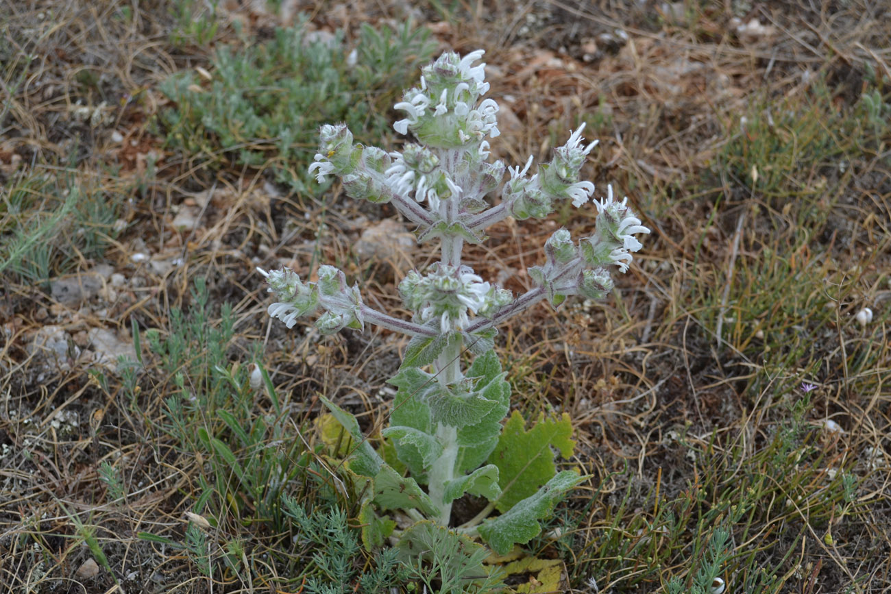 Image of Salvia aethiopis specimen.