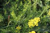 Galium verum