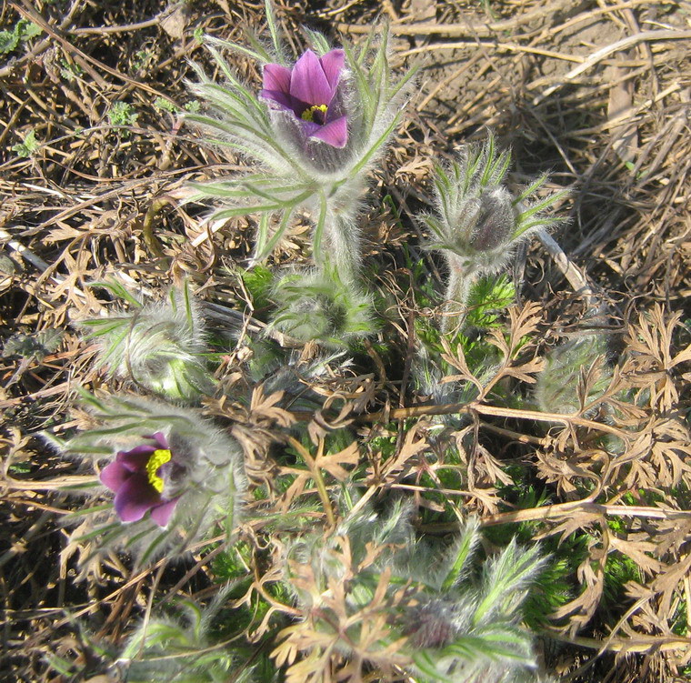 Image of Pulsatilla vulgaris specimen.