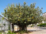 Ficus benghalensis. Молодое плодоносящее дерево, меняющее листву. Израиль, Шарон, г. Герцлия, в культуре. 28.06.2012.