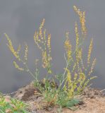 Rumex acetosella