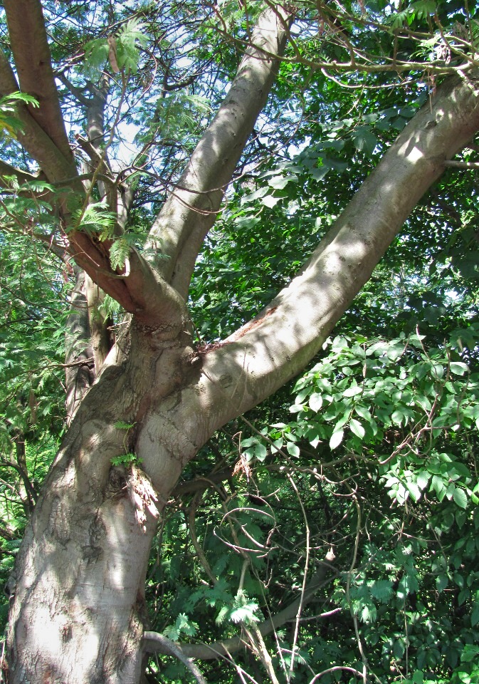Image of Acacia dealbata specimen.