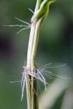 Eragrostis amurensis