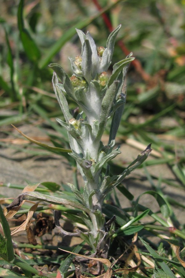 Image of Gnaphalium rossicum specimen.
