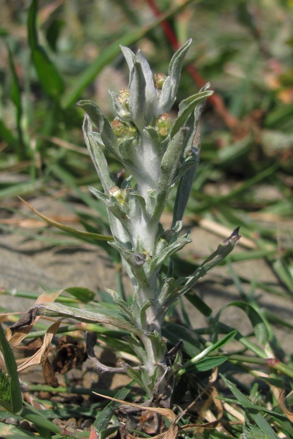 Изображение особи Gnaphalium rossicum.