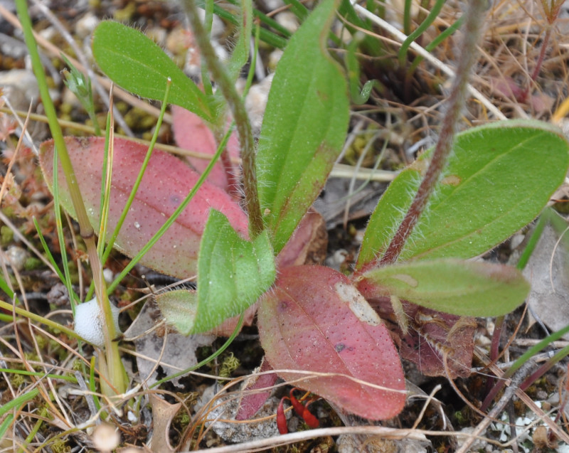 Изображение особи Tuberaria guttata.