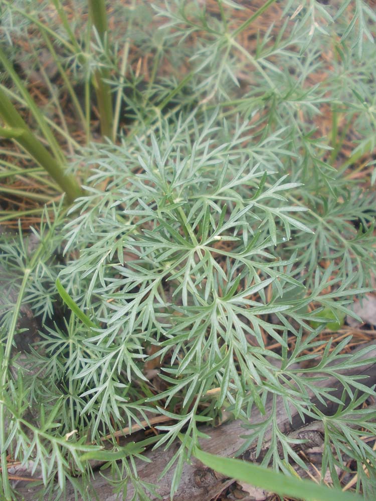 Image of Kitagawia baicalensis specimen.