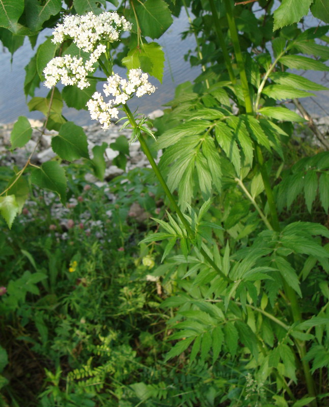 Image of Valeriana transjenisensis specimen.