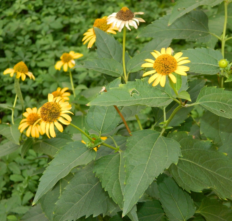 Изображение особи Heliopsis helianthoides ssp. scabra.