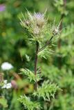 Cirsium obvallatum. Верхушка цветущего растения. Республика Адыгея, плато Лаго-Наки, ур. Верх. Цица. 24.07.2012.