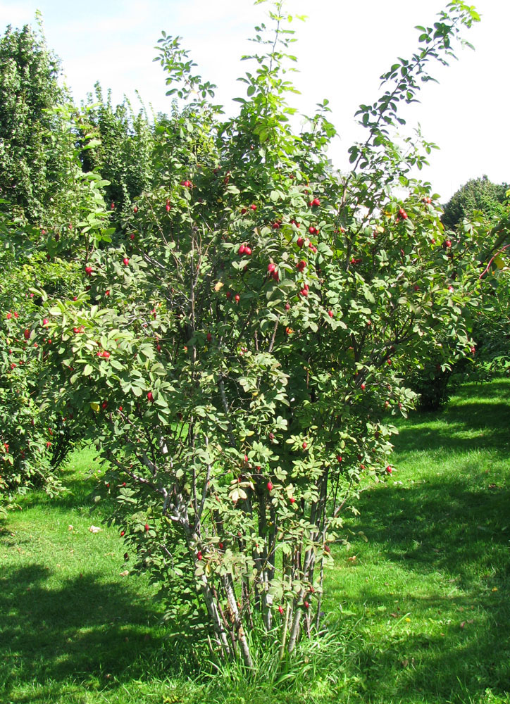 Image of genus Rosa specimen.