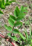 Astragalus glycyphyllos. Лист. Абхазия, Гагрский р-н, вблизи р. Бзып. 13.06.2012.