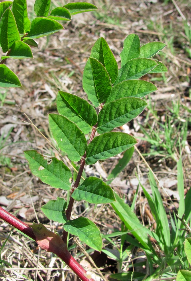 Image of Astragalus glycyphyllos specimen.