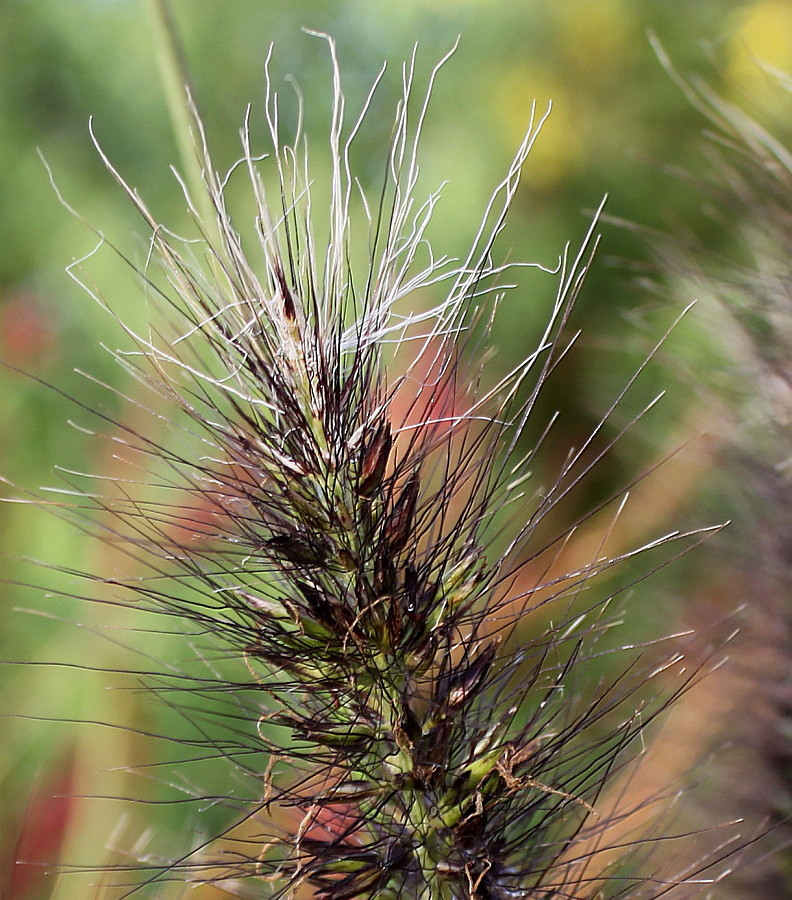 Image of Pennisetum alopecuroides specimen.