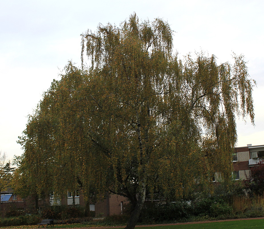 Изображение особи Betula pendula.
