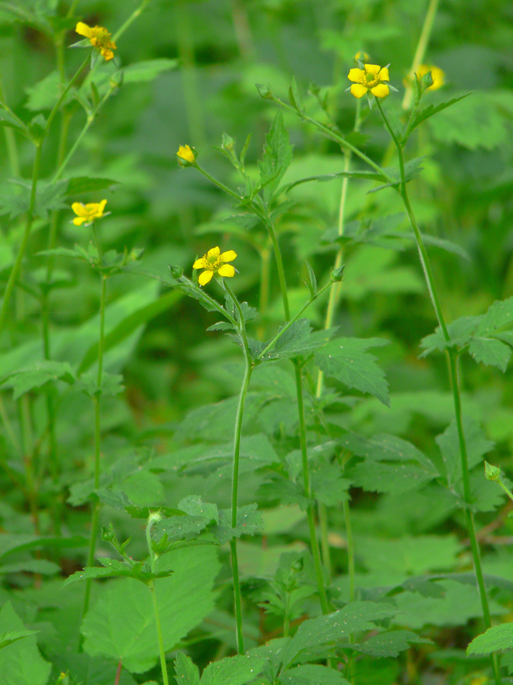 Image of Geum urbanum specimen.