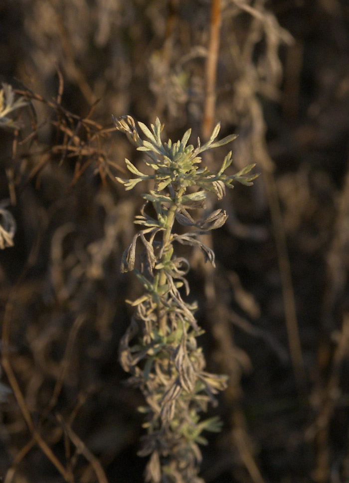 Изображение особи Artemisia austriaca.