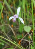 Pogonia japonica. Цветок. Приморье, Сихотэ-Алинь, устье р. Джигитовка. 04.08.2012.