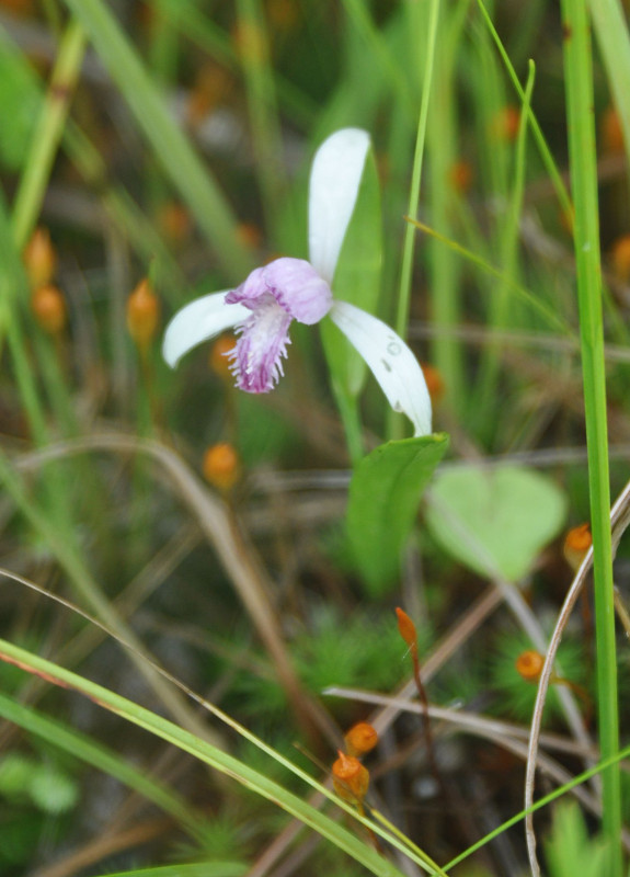 Изображение особи Pogonia japonica.