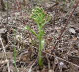 Petasites spurius