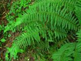 Polystichum aculeatum. Вайи. Украина, Тернопольская обл., Кременецкий р-н, окр. г. Почаева, возле Свято-Духовского скита. 04.06.2012.