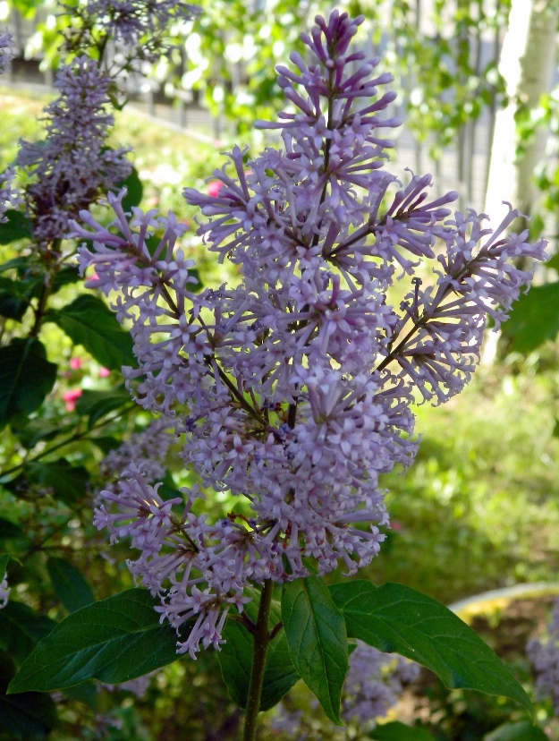 Image of Syringa josikaea specimen.