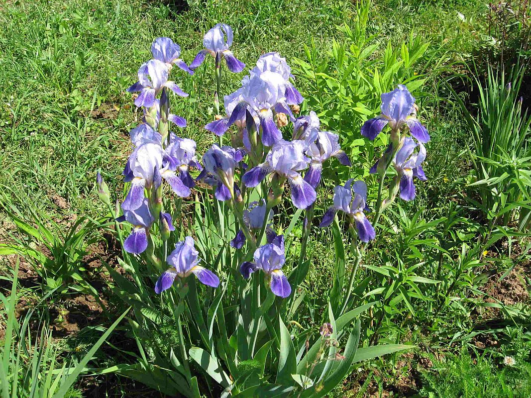 Image of genus Iris specimen.