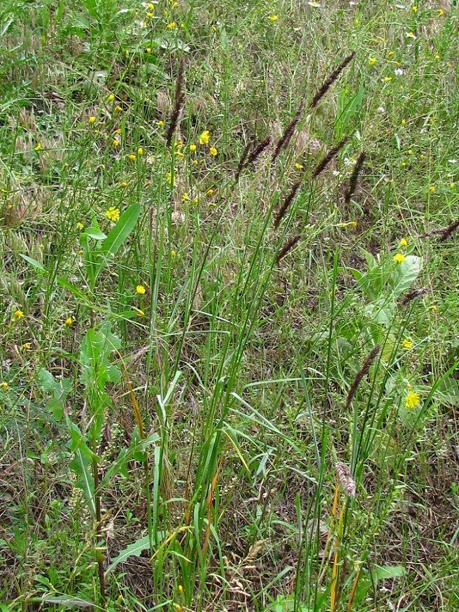 Image of Melica transsilvanica specimen.