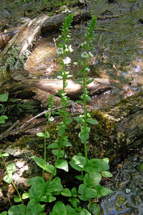 Image of Veronica humifusa specimen.