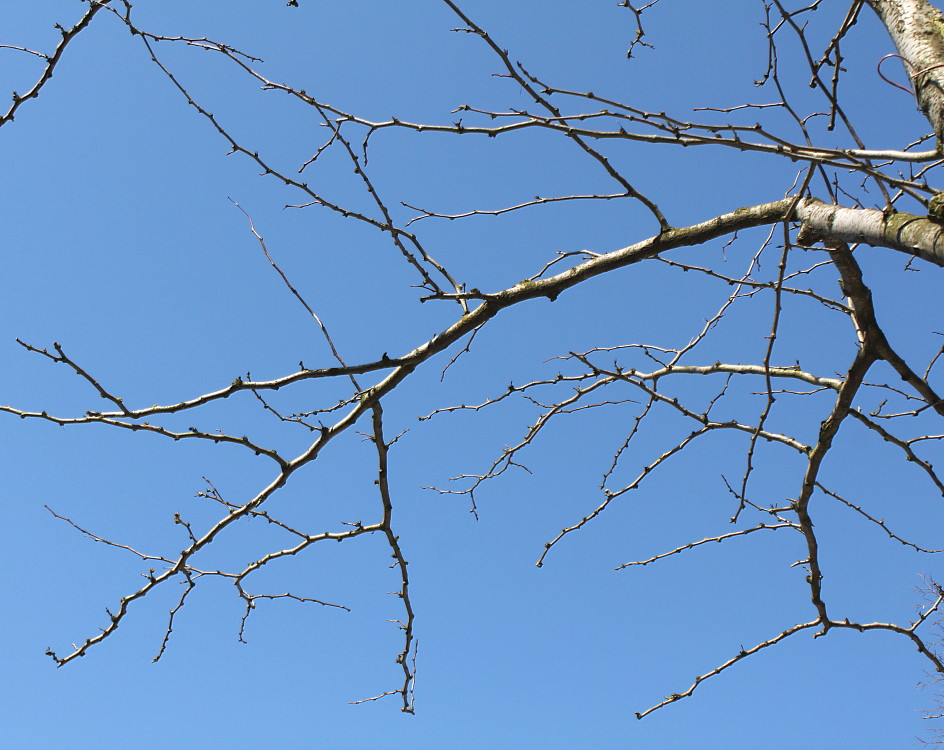 Изображение особи Gleditsia triacanthos.