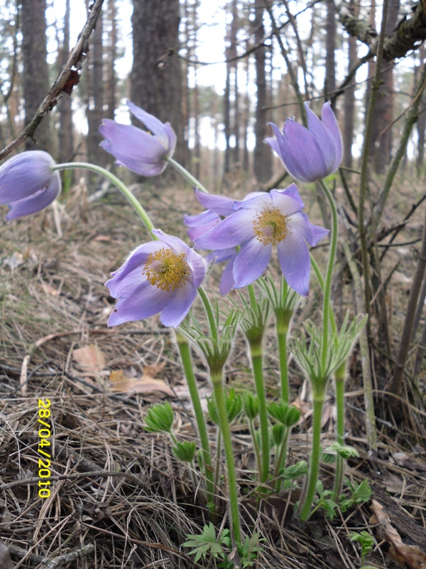 Изображение особи Pulsatilla patens.