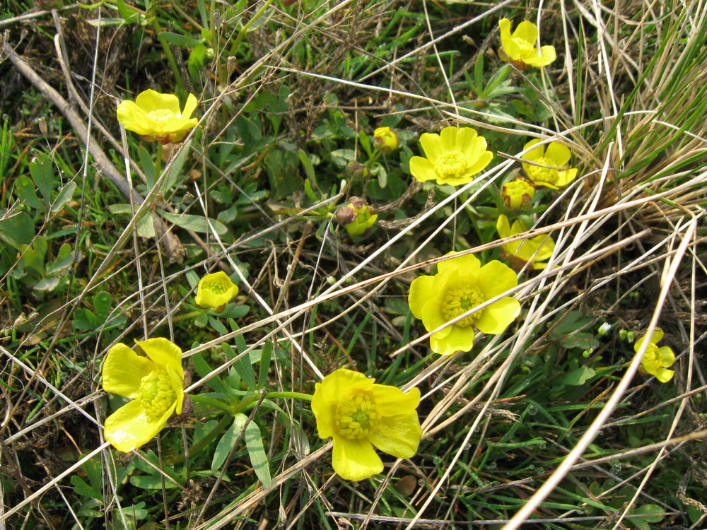 Изображение особи Ranunculus polyrhizos.