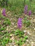 Orchis mascula. Цветущие и вегетативные растения. Крым, окр. Ялты, пос. Голубой Залив, дубово-грабинниковый лес. 30 апреля 2013 г.