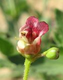 Scrophularia rupestris