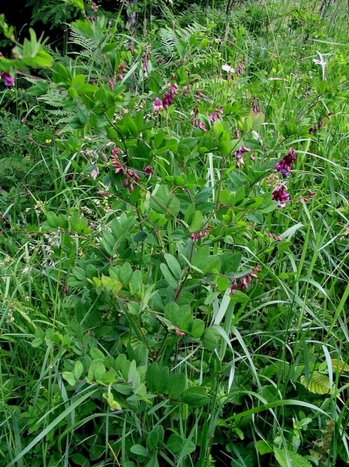 Image of Lathyrus niger specimen.