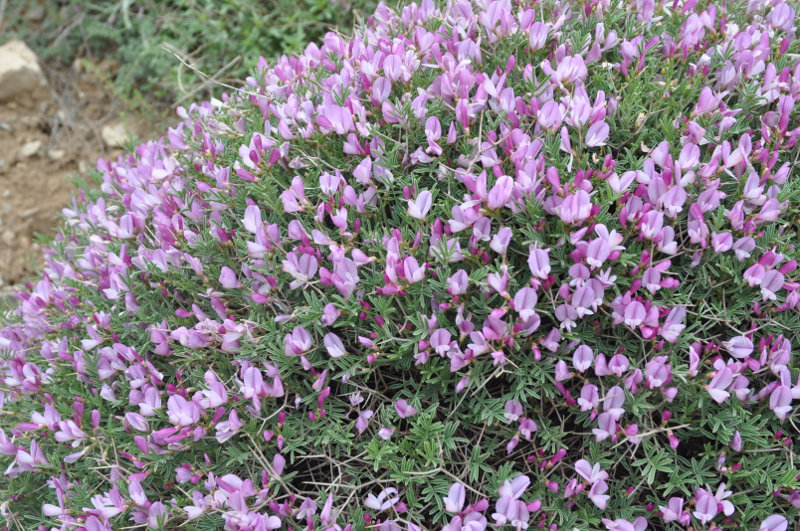 Изображение особи Onobrychis cornuta.