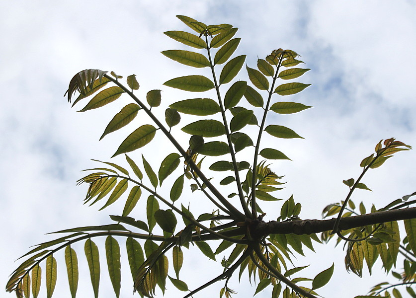 Изображение особи Toona sinensis.