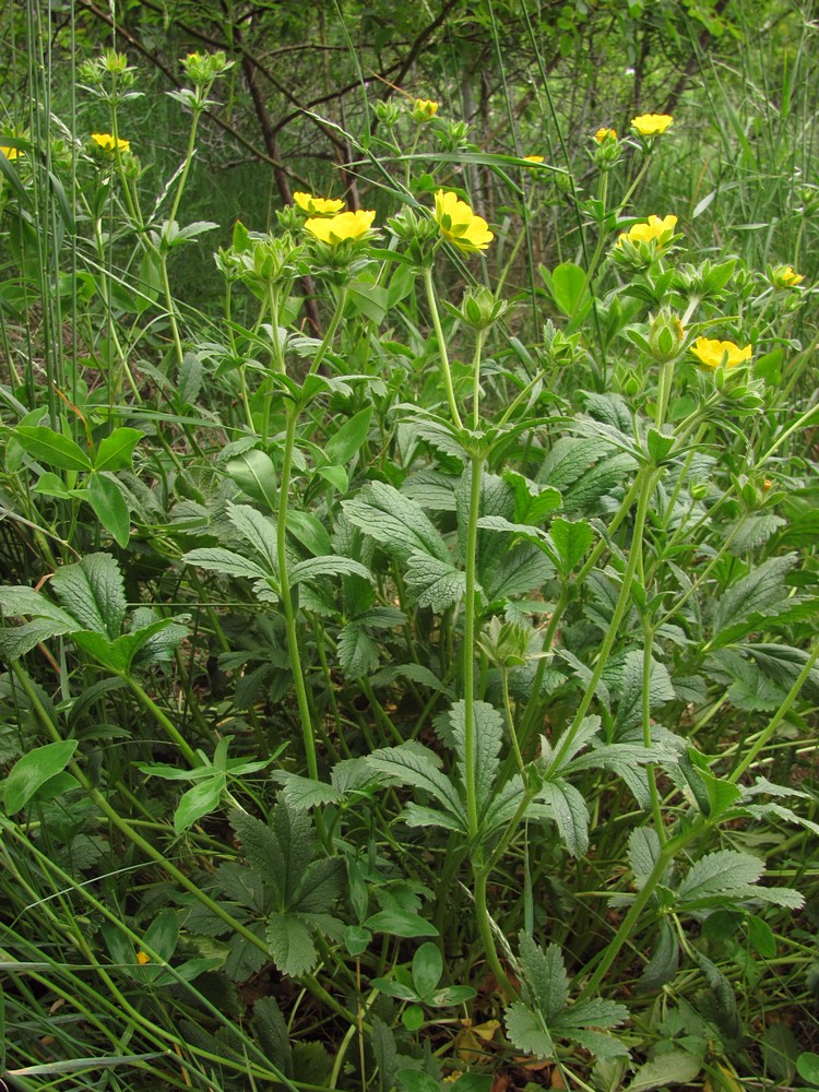 Image of Potentilla umbrosa specimen.