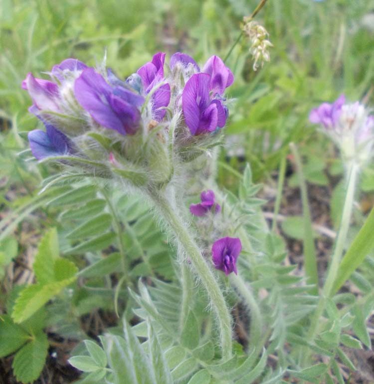 Изображение особи Oxytropis strobilacea.