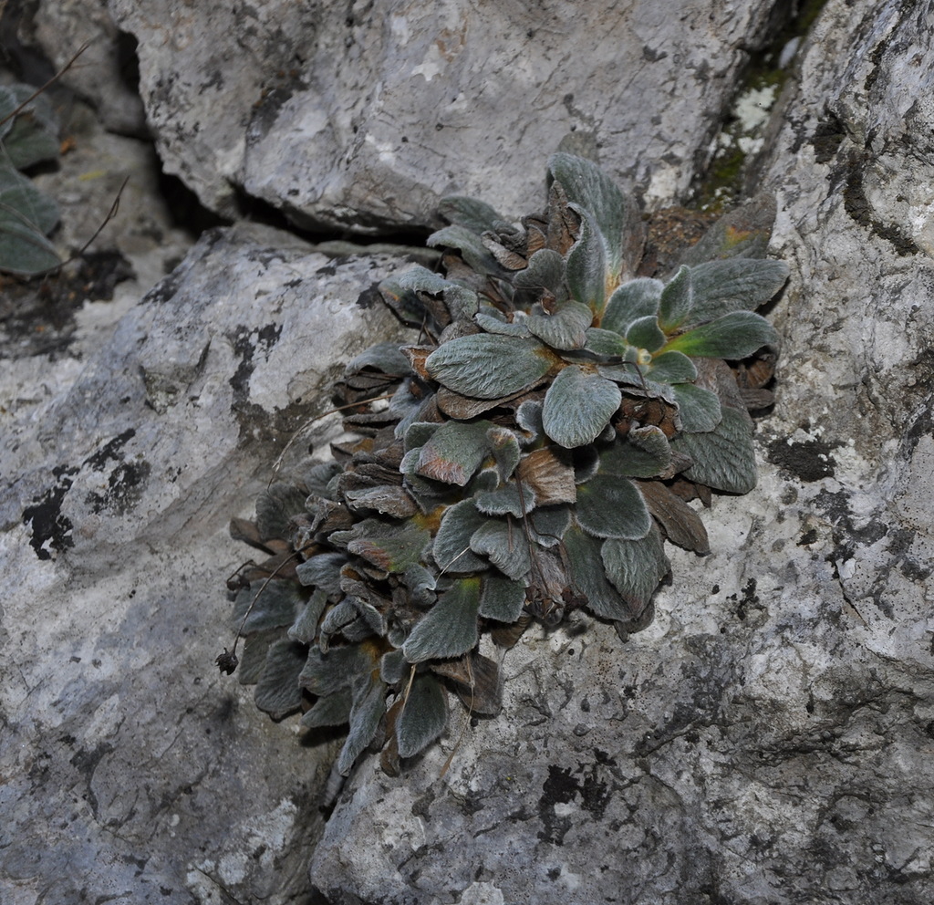 Image of Jancaea heldreichii specimen.