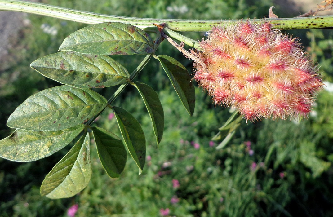 Изображение особи Glycyrrhiza echinata.