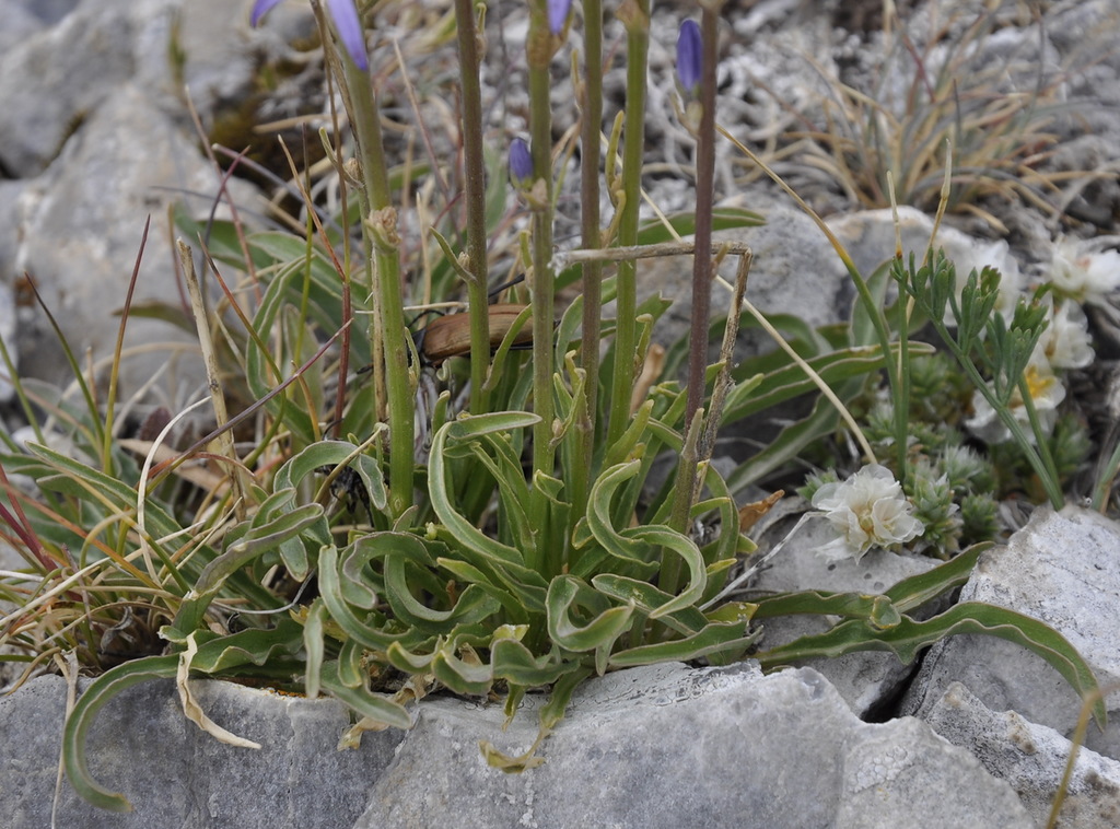 Image of Asyneuma limonifolium specimen.