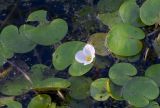 Hydrocharis morsus-ranae
