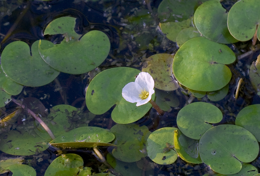 Image of Hydrocharis morsus-ranae specimen.