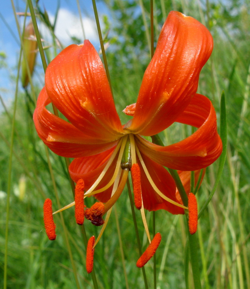 Image of Lilium pumilum specimen.