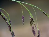 Glyceria lithuanica