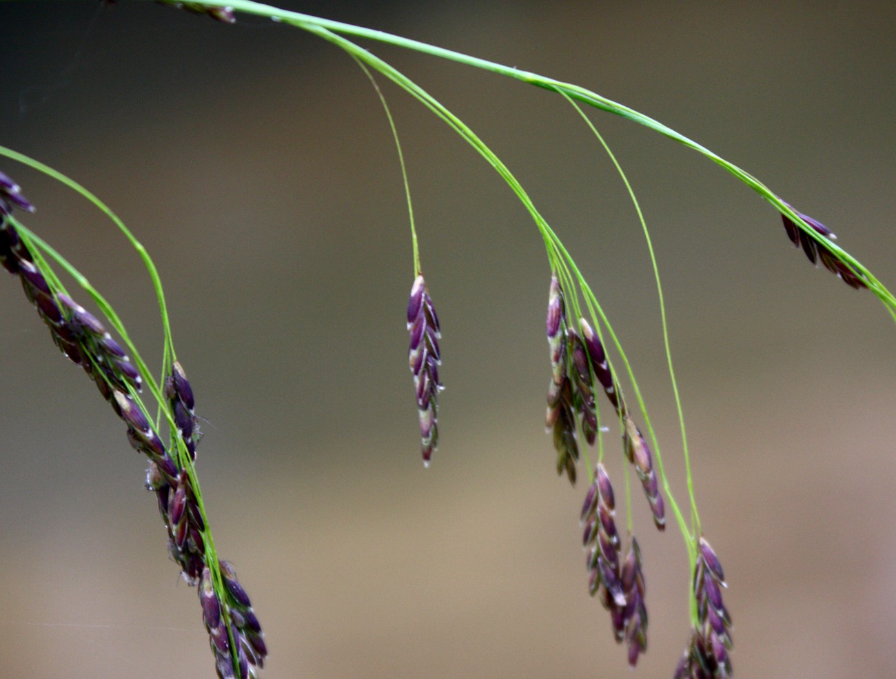 Image of Glyceria lithuanica specimen.