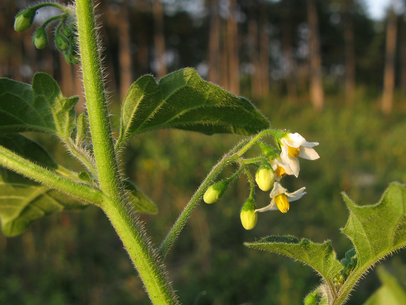 Изображение особи Solanum nigrum ssp. schultesii.