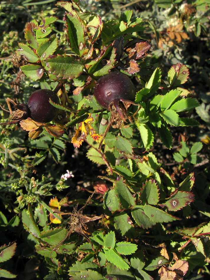 Image of Rosa spinosissima specimen.