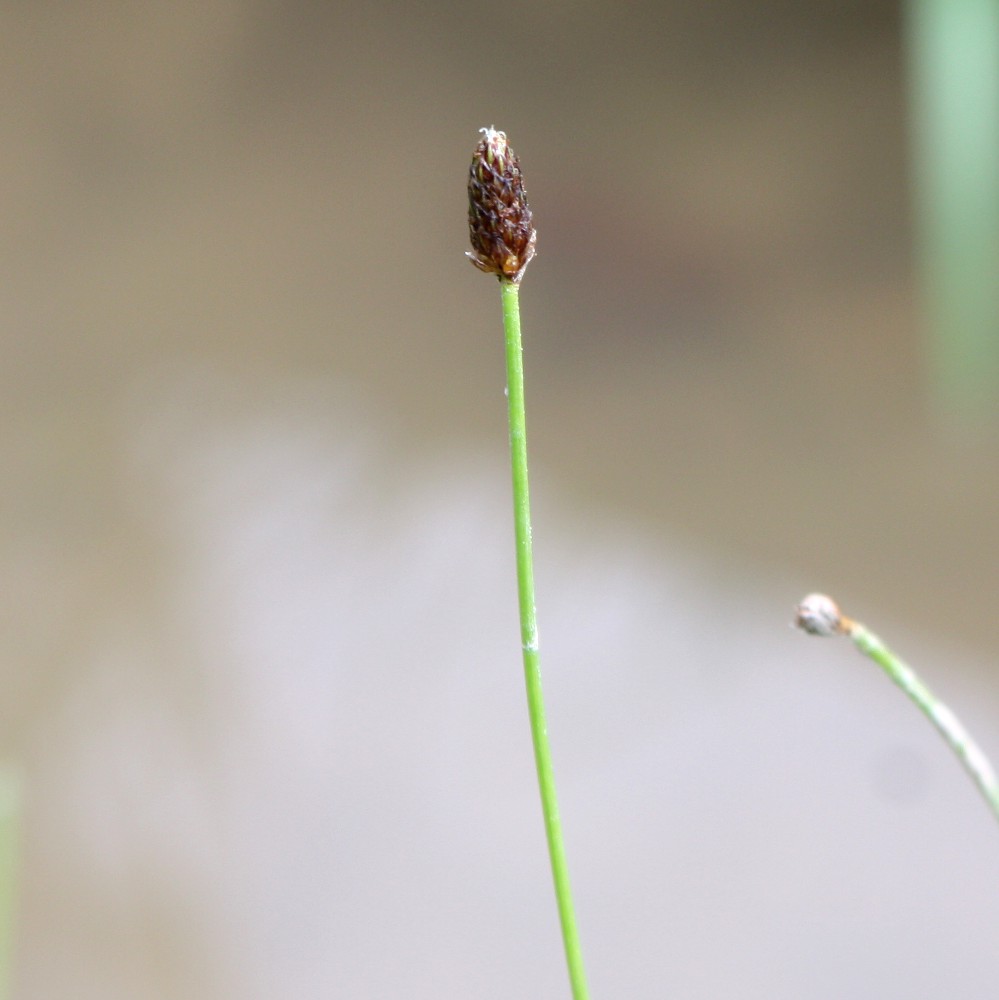 Изображение особи Eleocharis ovata.